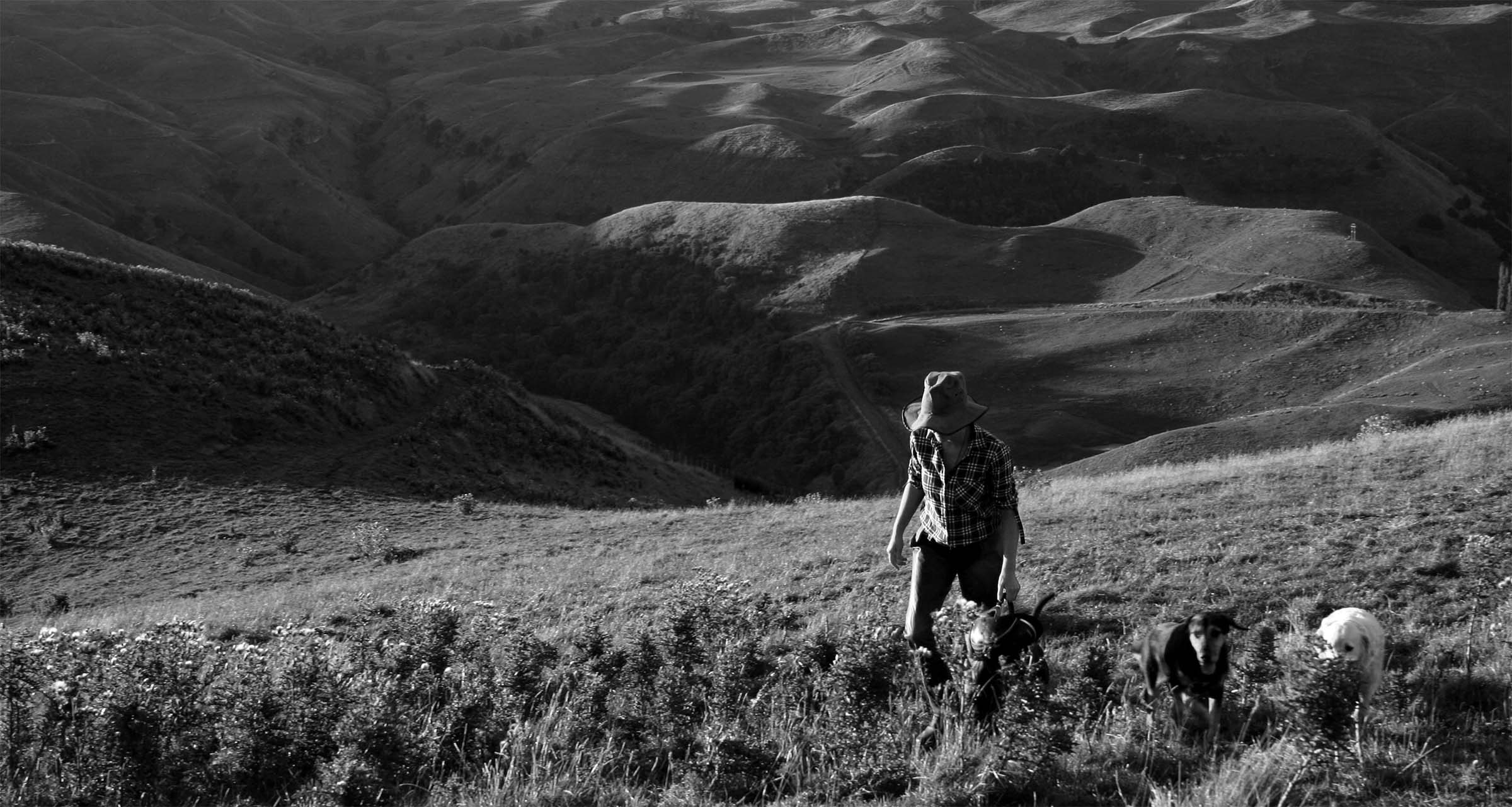 Learn about Land Girl Organic Mānuka Honey from New Zealand