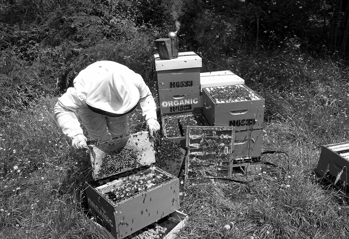 Beekeeping at Land Girl Organics in New Zealand