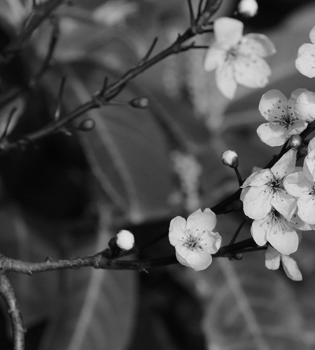 Mānuka flowers