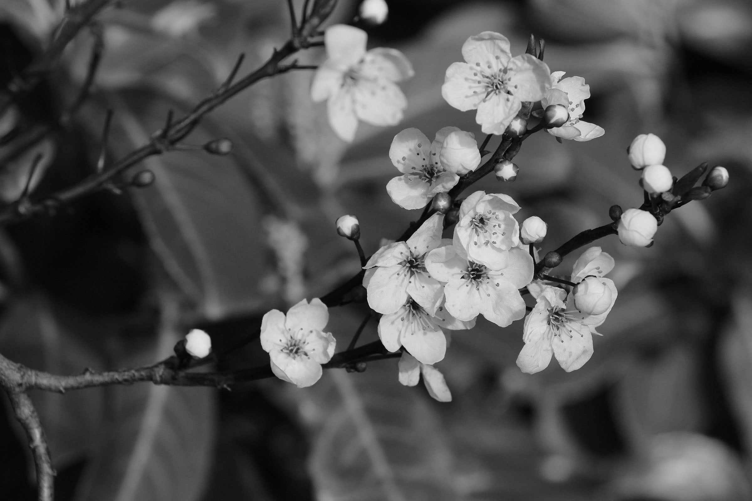 Mānuka flowers