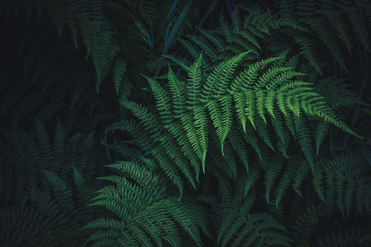 Palm fronds in New Zealand
