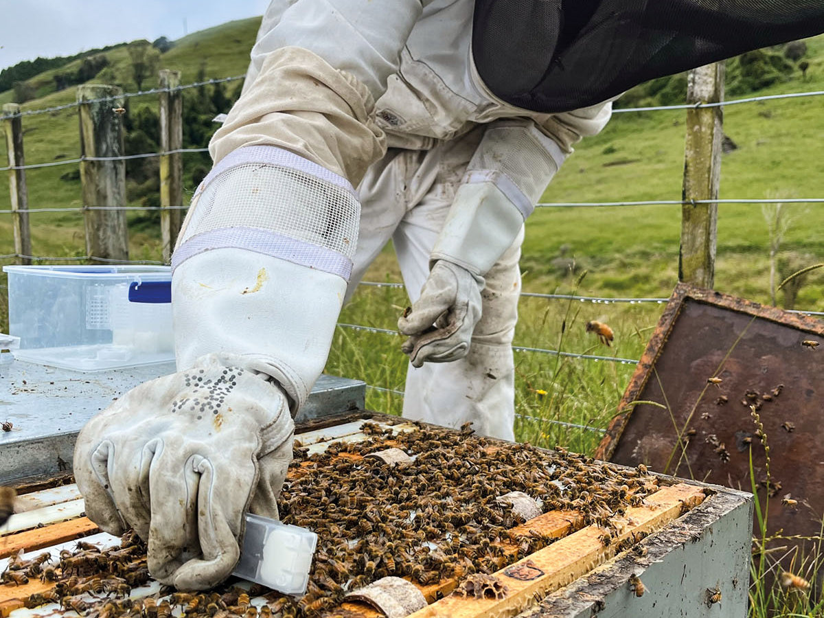 Land Girl founder Sarah Wells in a white beekeeping suit  tends to a beehive in New Zealand.
